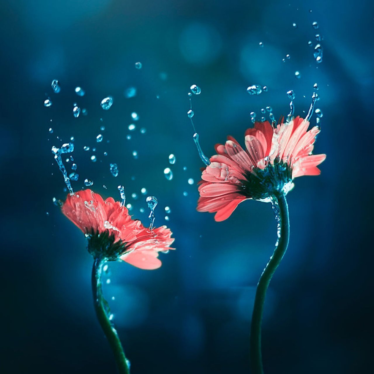 Tổng hợp những hình hoa đẹp làm ảnh bìa ảnh profile cho tường Facebook