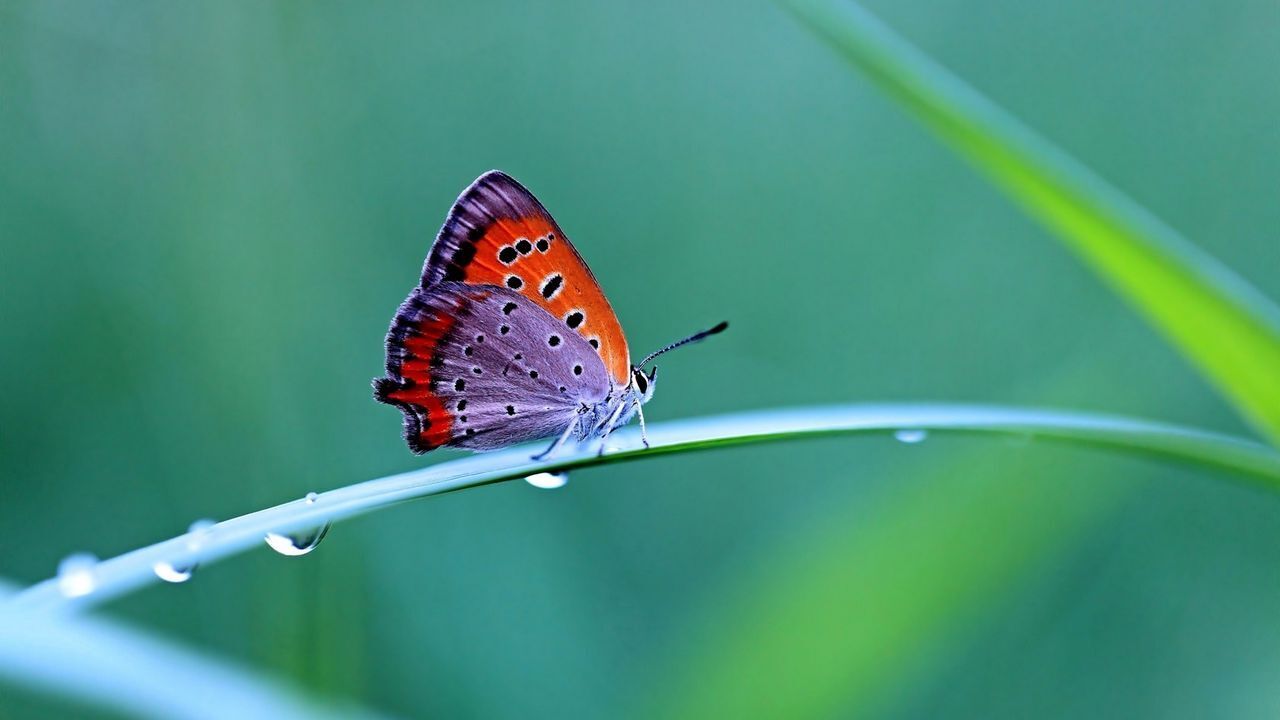 ảnh bướm đẹp