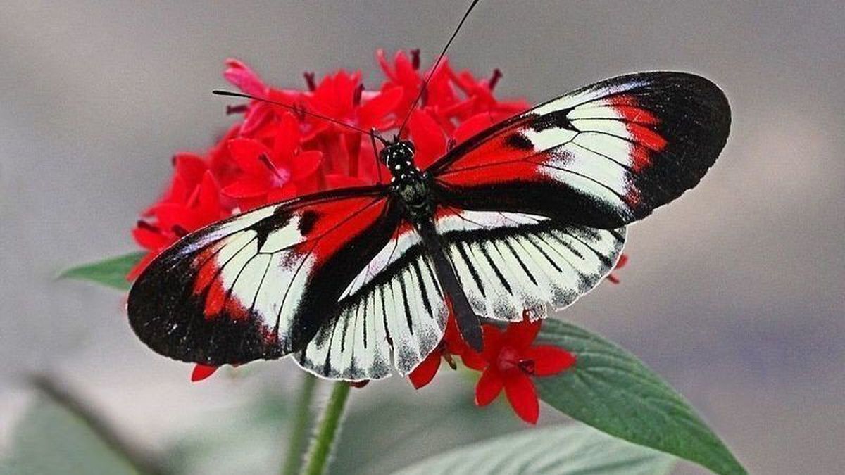 ảnh bướm đẹp
