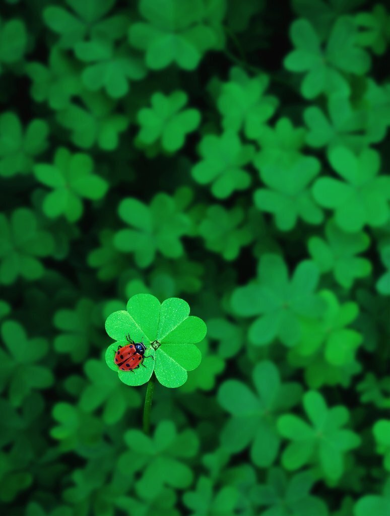 65+ Lucky Four-Leaf Clover Pictures Make The Latest Beautiful Avatars 2023