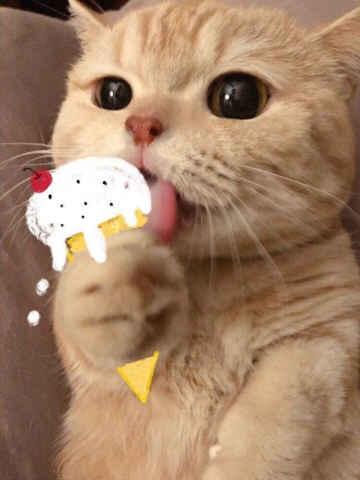 
những ảnh cute