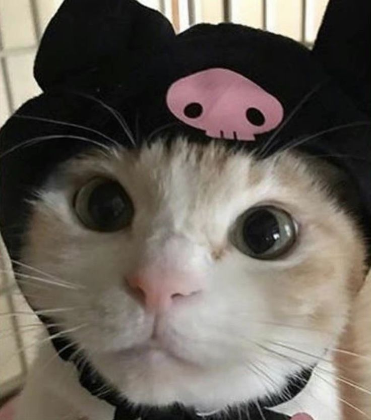 
hình ảnh siêu cute