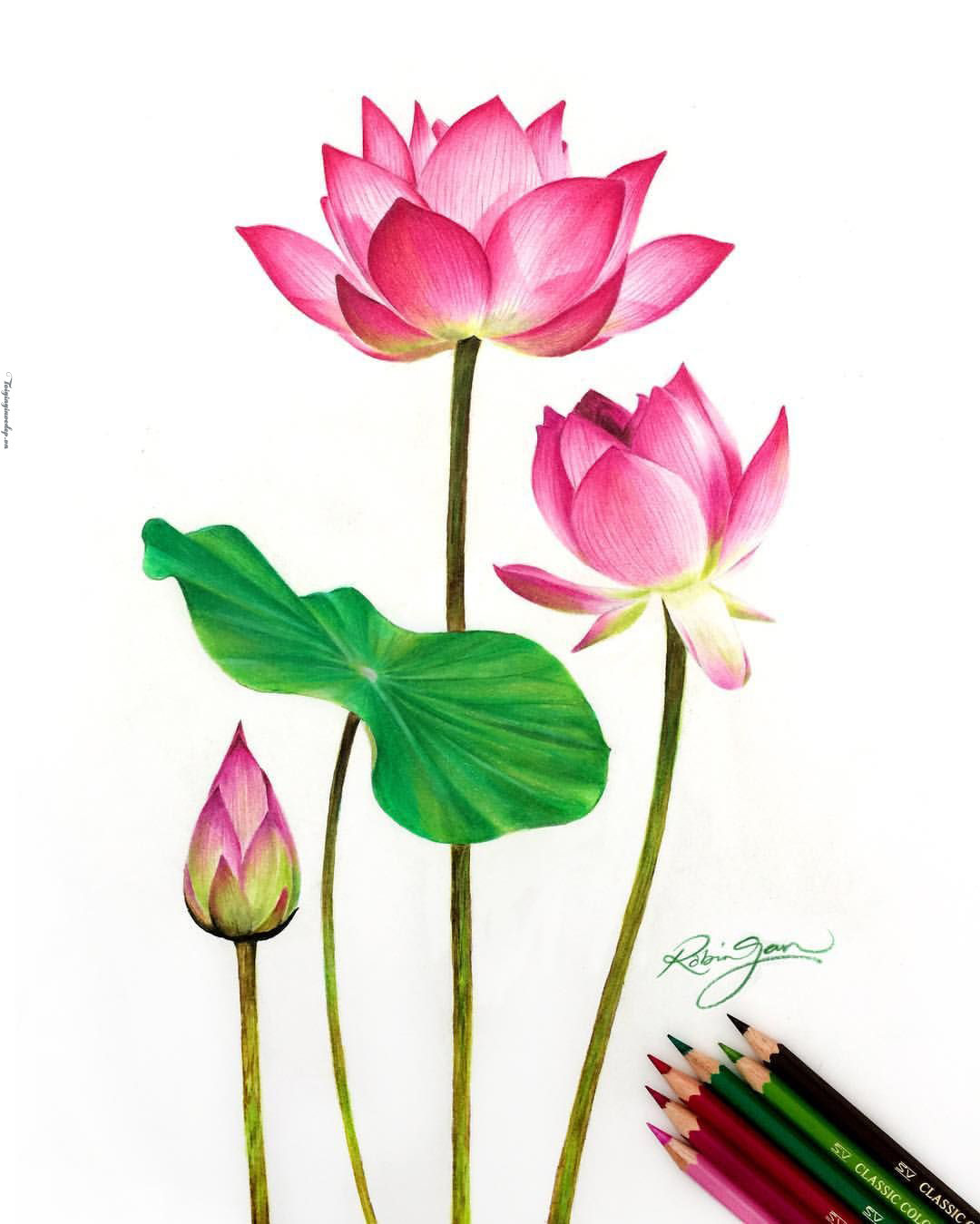 Hoa sen là một trong những loài hoa phổ biến nhất trong văn hóa và nghệ thuật Việt Nam. Bạn sẽ không thể nào bỏ qua những bức hình hoa sen đẹp tuyệt vời này.
