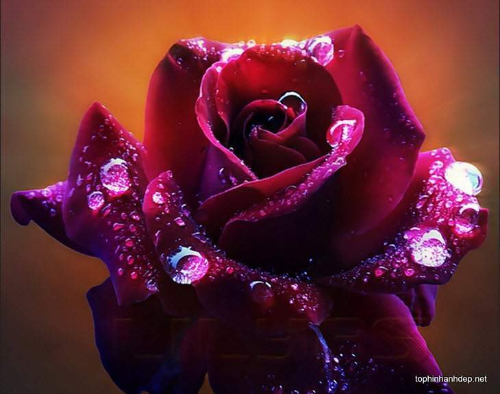 ảnh hoa hồng đẹp 3d