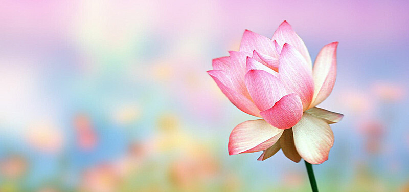 Top 55 Hình Nền Hoa Tulip Tuyệt Đẹp Chuẩn Full HD 4K
