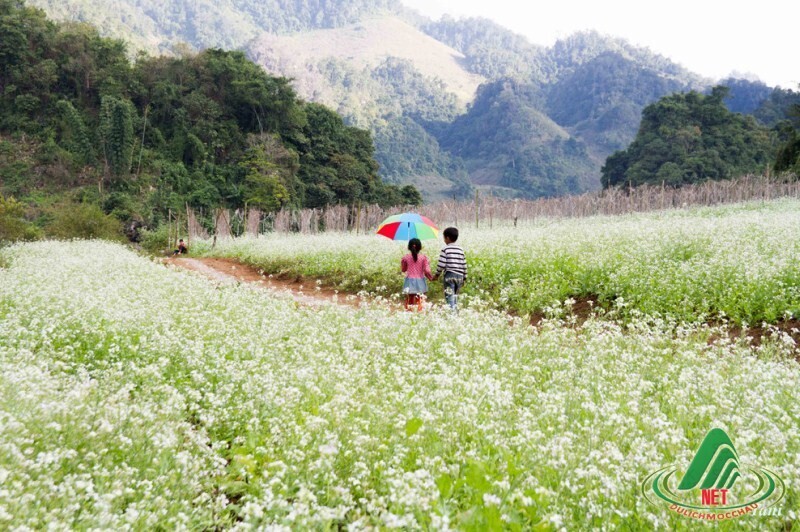 cảnh đẹp mộc châu