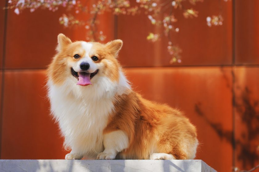 1️⃣】 Ảnh cún con siêu cute, hình ảnh chó con ngộ nghĩnh, dễ thương, đáng  yêu nhất - Trường Thịnh ™