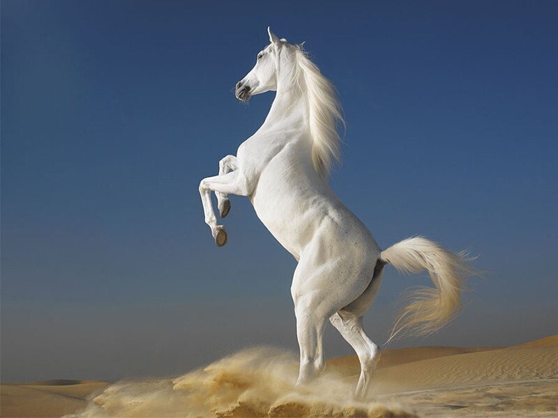 99 ảnh con ngựa chiến mã làm hình nền con ngựa đẹp dành cho điện thoại