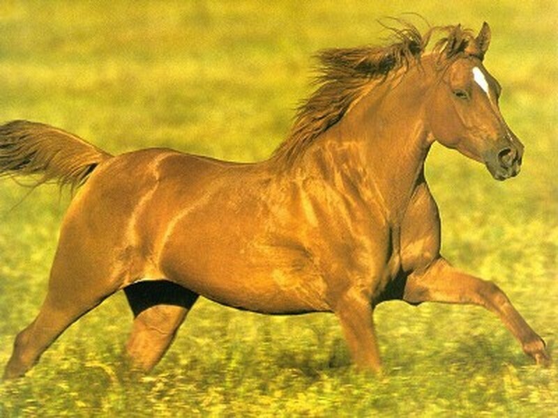 hình ảnh con ngựa