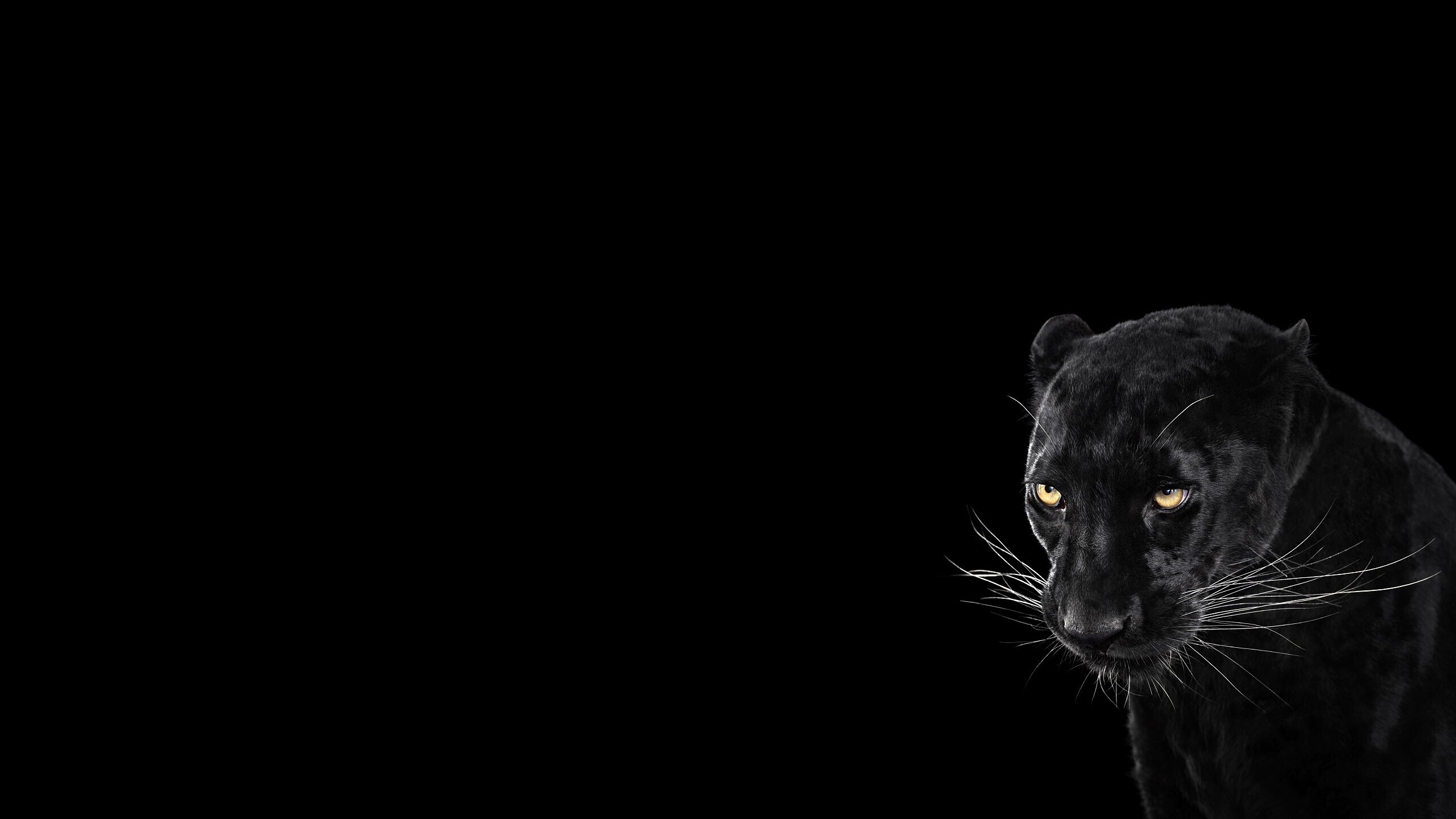 Hình nền  động vật thiên nhiên Con báo đen Panthers Meo đen bóng tối  Động vật có vú Ảnh chụp màn hình Hình nền máy tính Mèo như động vật có