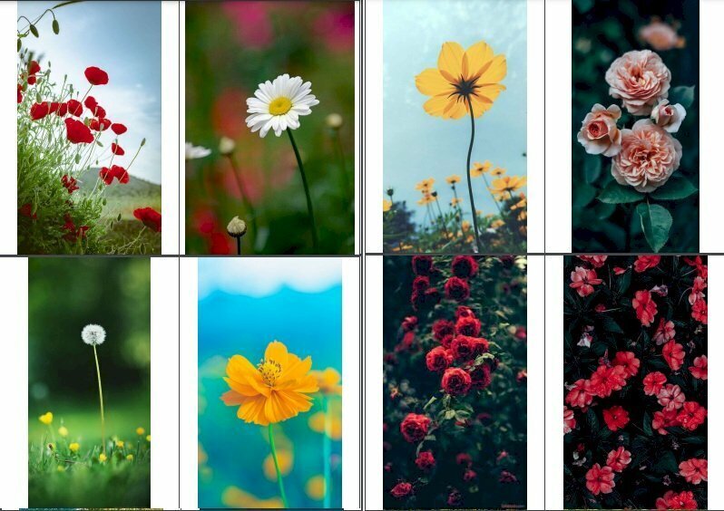 
hình nền hoa đẹp cho iphone