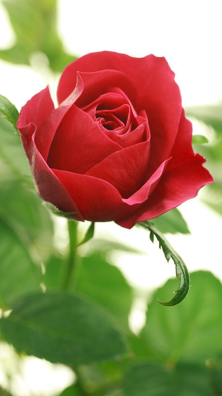 Tìm hiểu hơn 111 hình nền vườn hoa hồng mới nhất - thdonghoadian