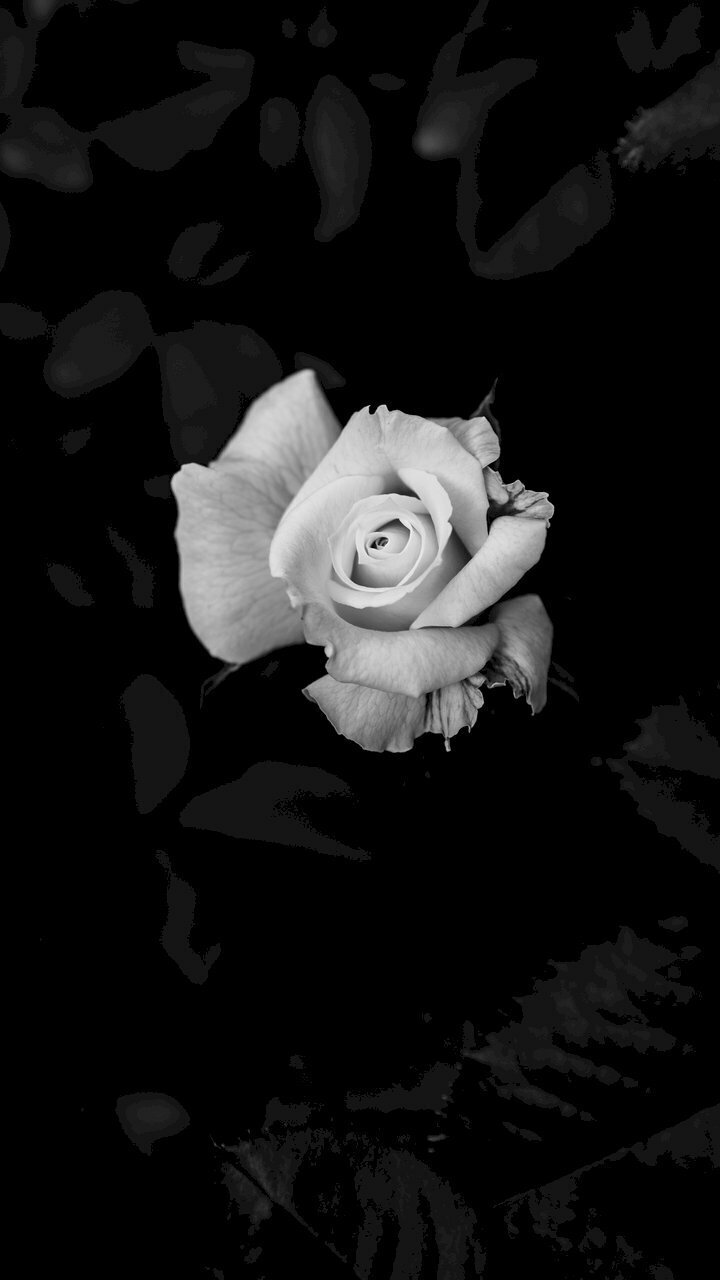hình nền hoa hồng trắng