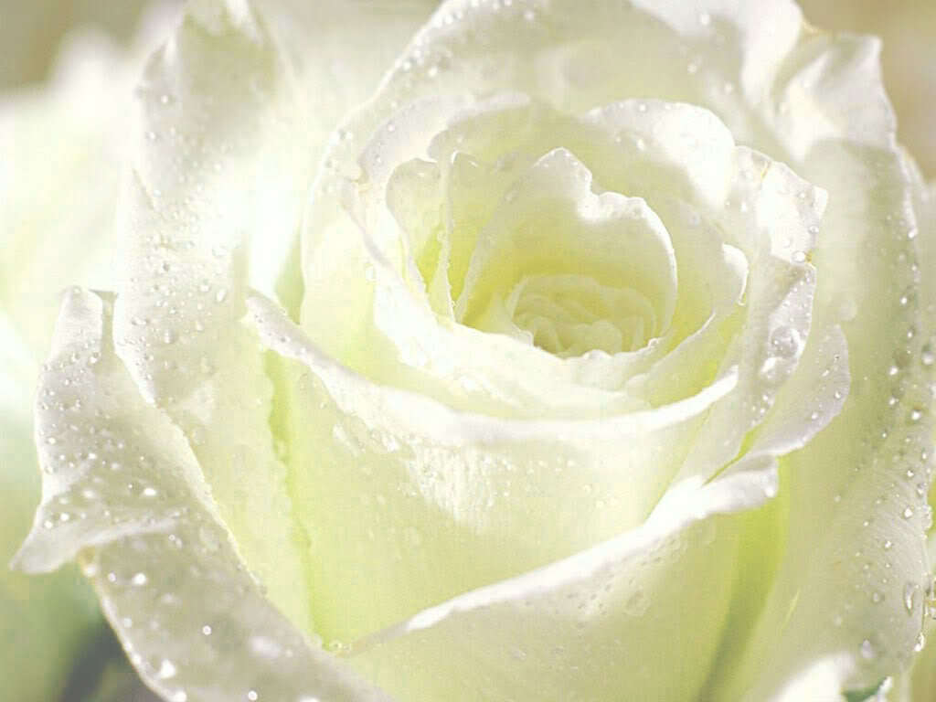 Top với hơn 57 về hình nền hoa hồng trắng hay nhất - cdgdbentre.edu.vn