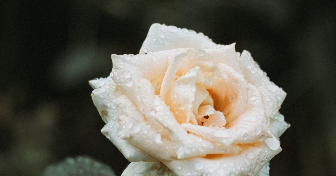 hình nền hoa hồng trắng