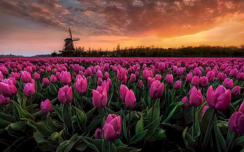 Top nhiều hơn 105 hình nền hoa tulip full hd siêu hot - POPPY
