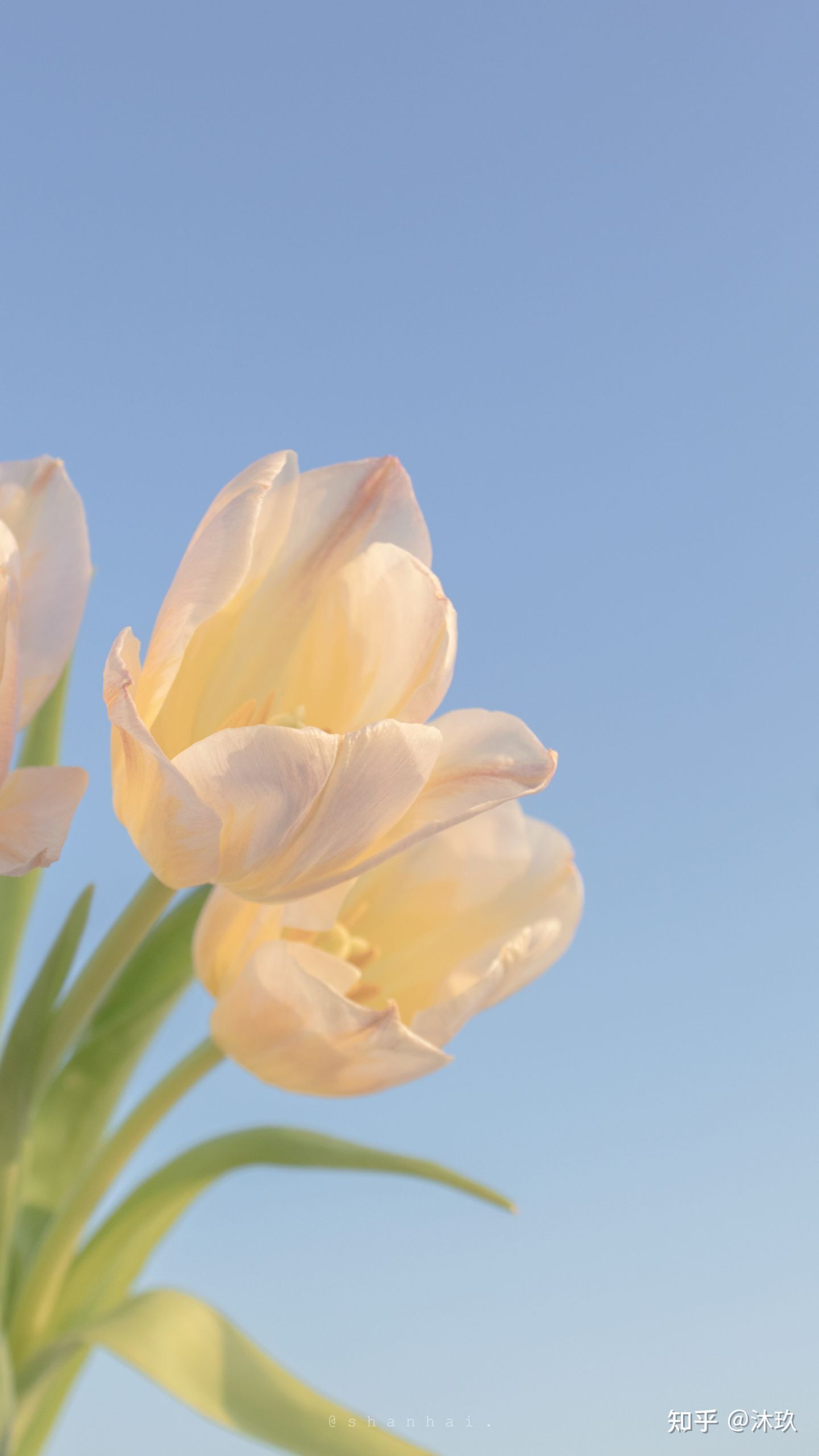 hinh nen hoa tulip 002