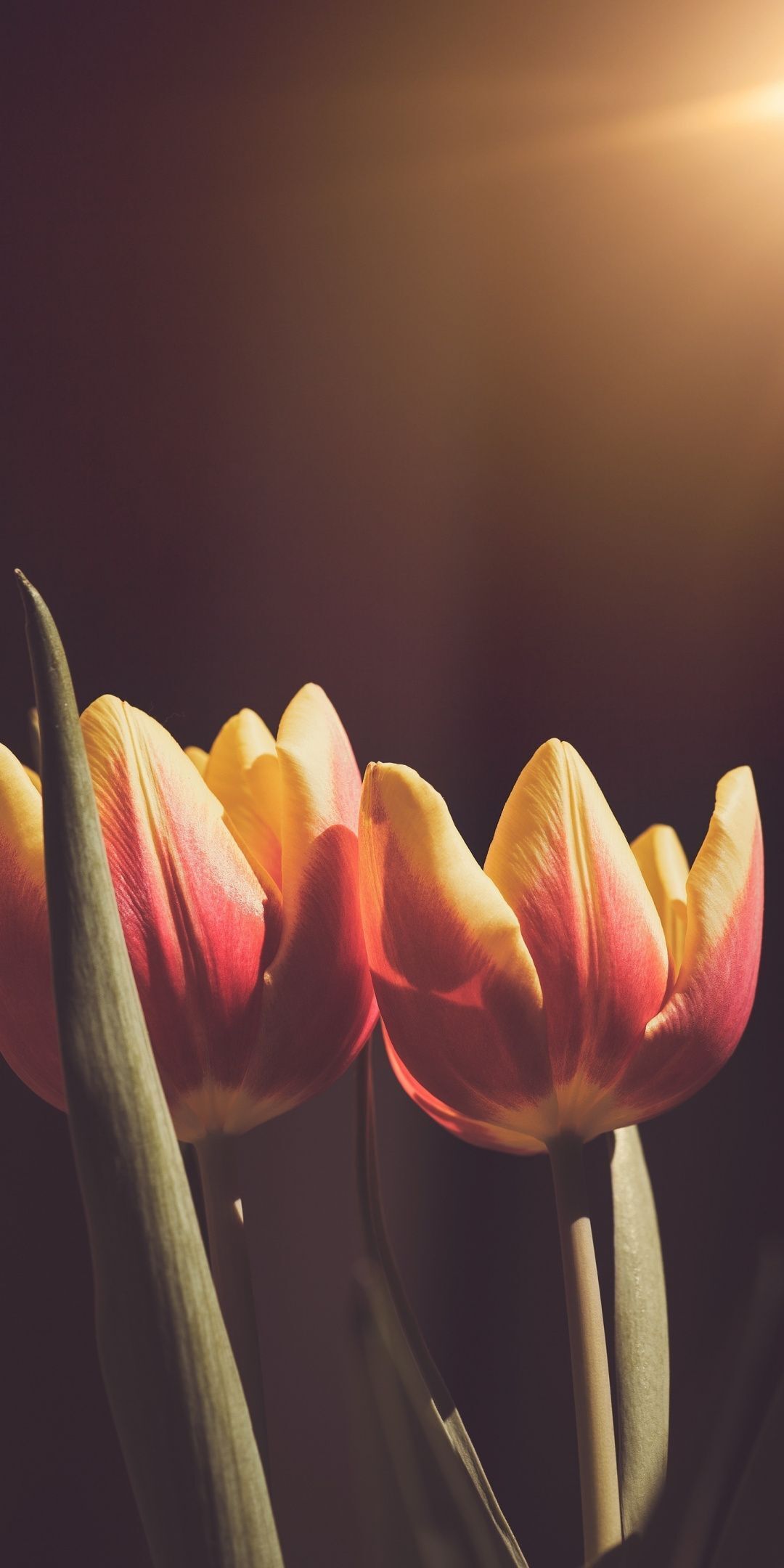 hinh nen hoa tulip 004