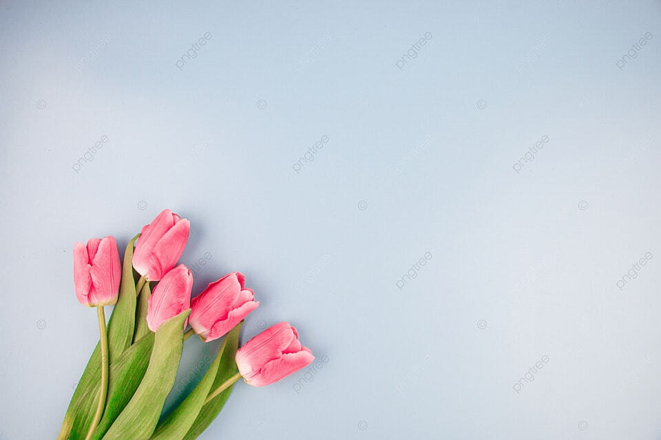 hinh nen hoa tulip 006