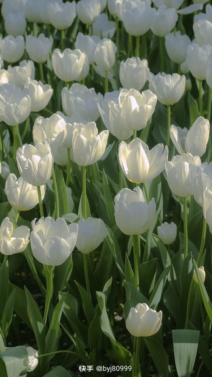 Tải Ngay Album Hình Nền Hoa Tulip Nhiều Màu Đẹp Chất Lượng Cao - Top 10 Hà  Nội