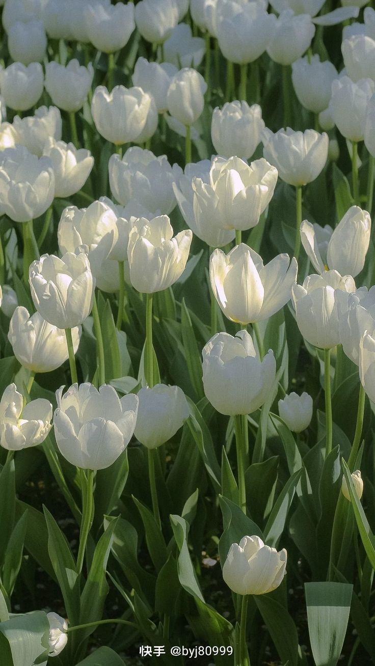 Top 70 Hình Ảnh Hoa Tulip Đẹp Nhất Cho Điện Thoại Máy Tính