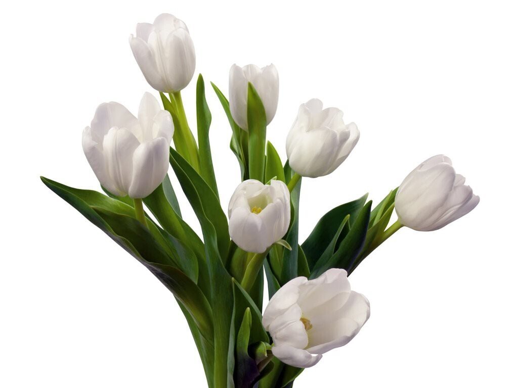 hinh nen hoa tulip 012