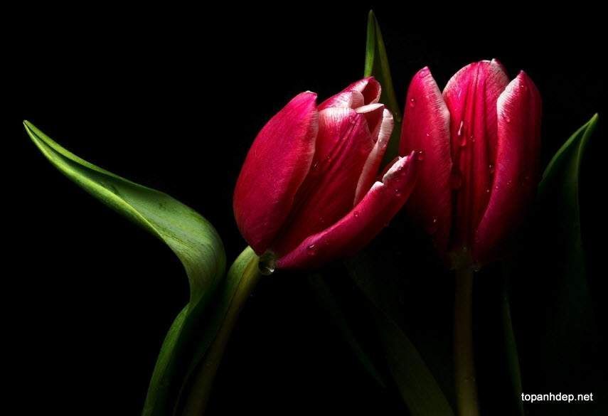 hinh nen hoa tulip 014