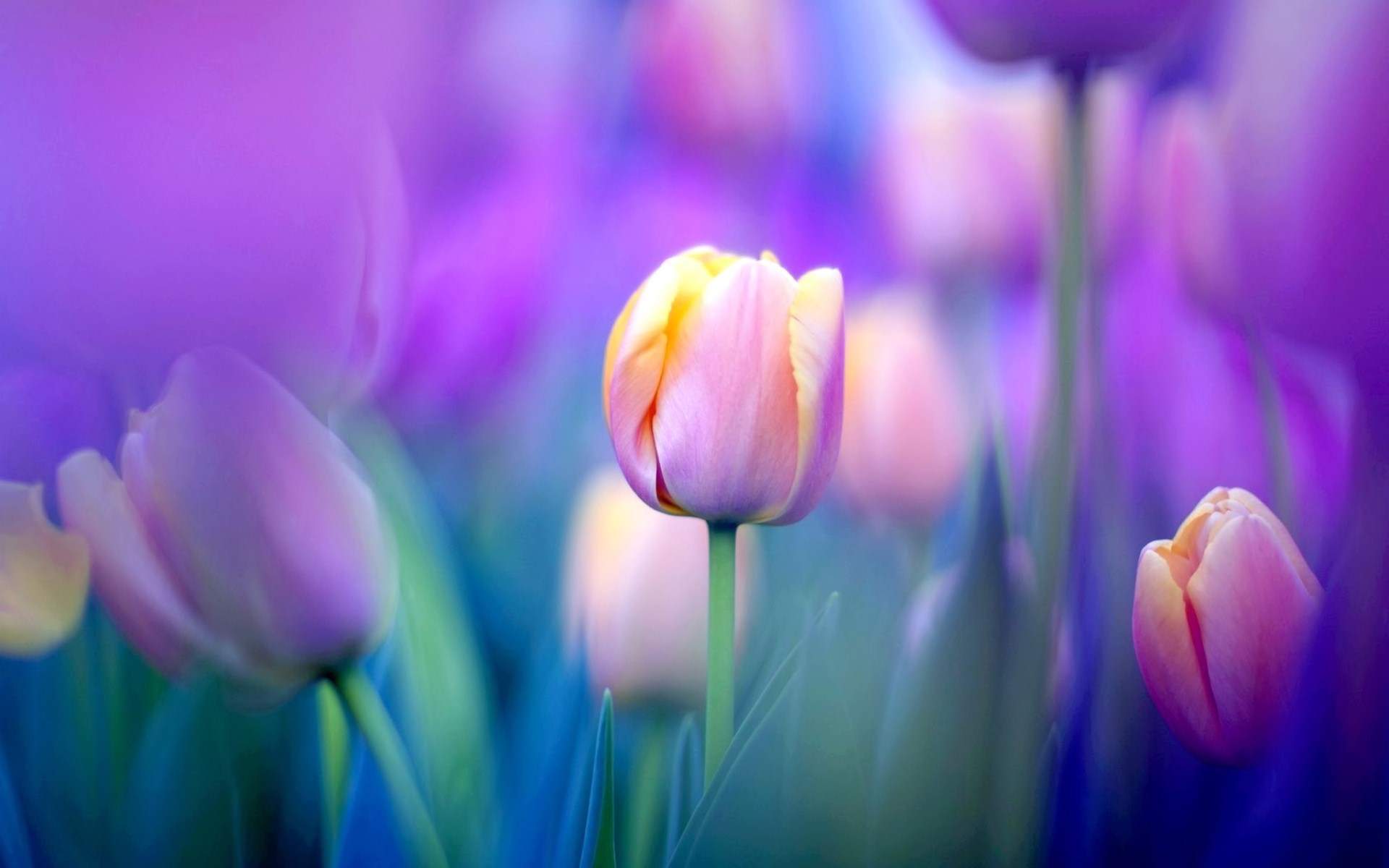 Top 55++ Hình Nền Hoa Tulip Tuyệt Đẹp Chuẩn Full Hd 4K