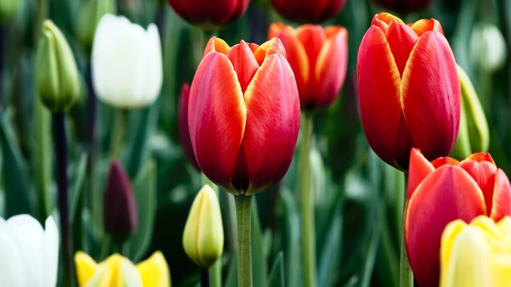 hinh nen hoa tulip 020