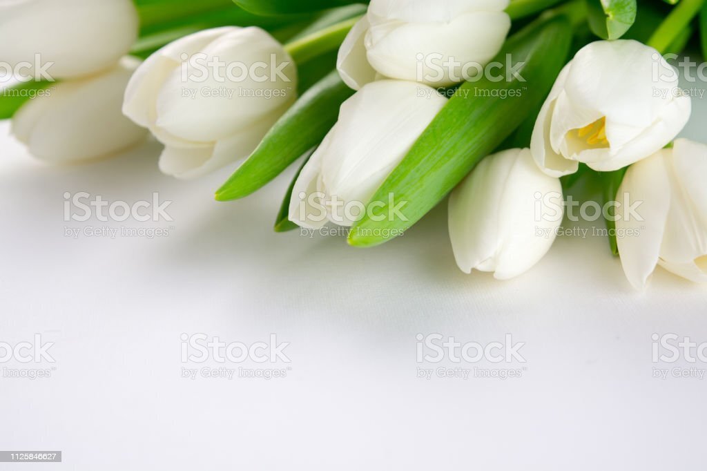 hinh nen hoa tulip 022