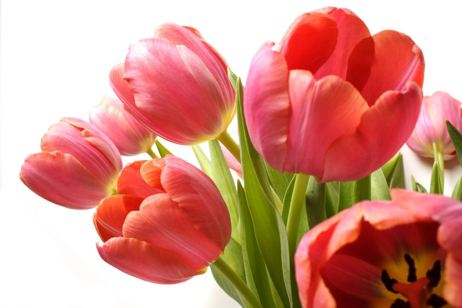 hinh nen hoa tulip 024