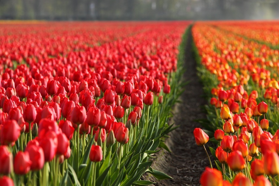 hinh nen hoa tulip 028