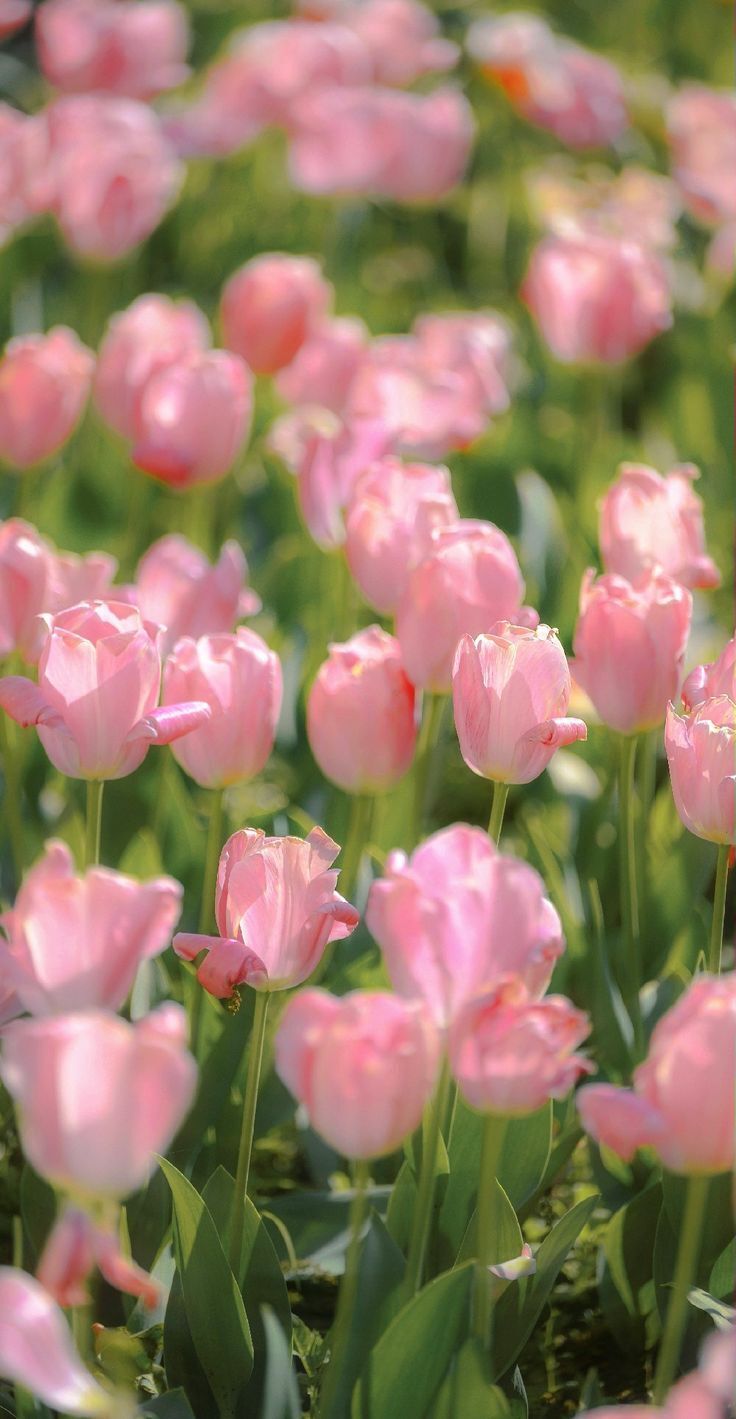 hinh nen hoa tulip 030