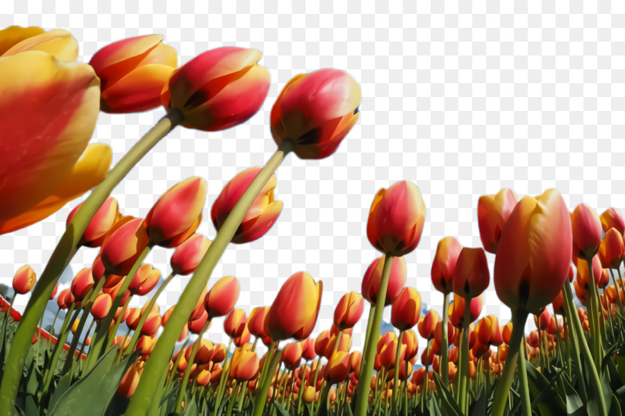 hinh nen hoa tulip 032