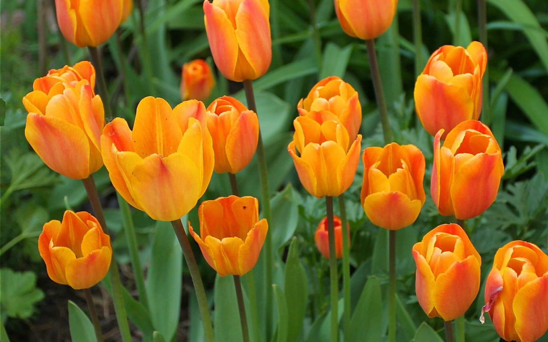 hình nền hoa tulip