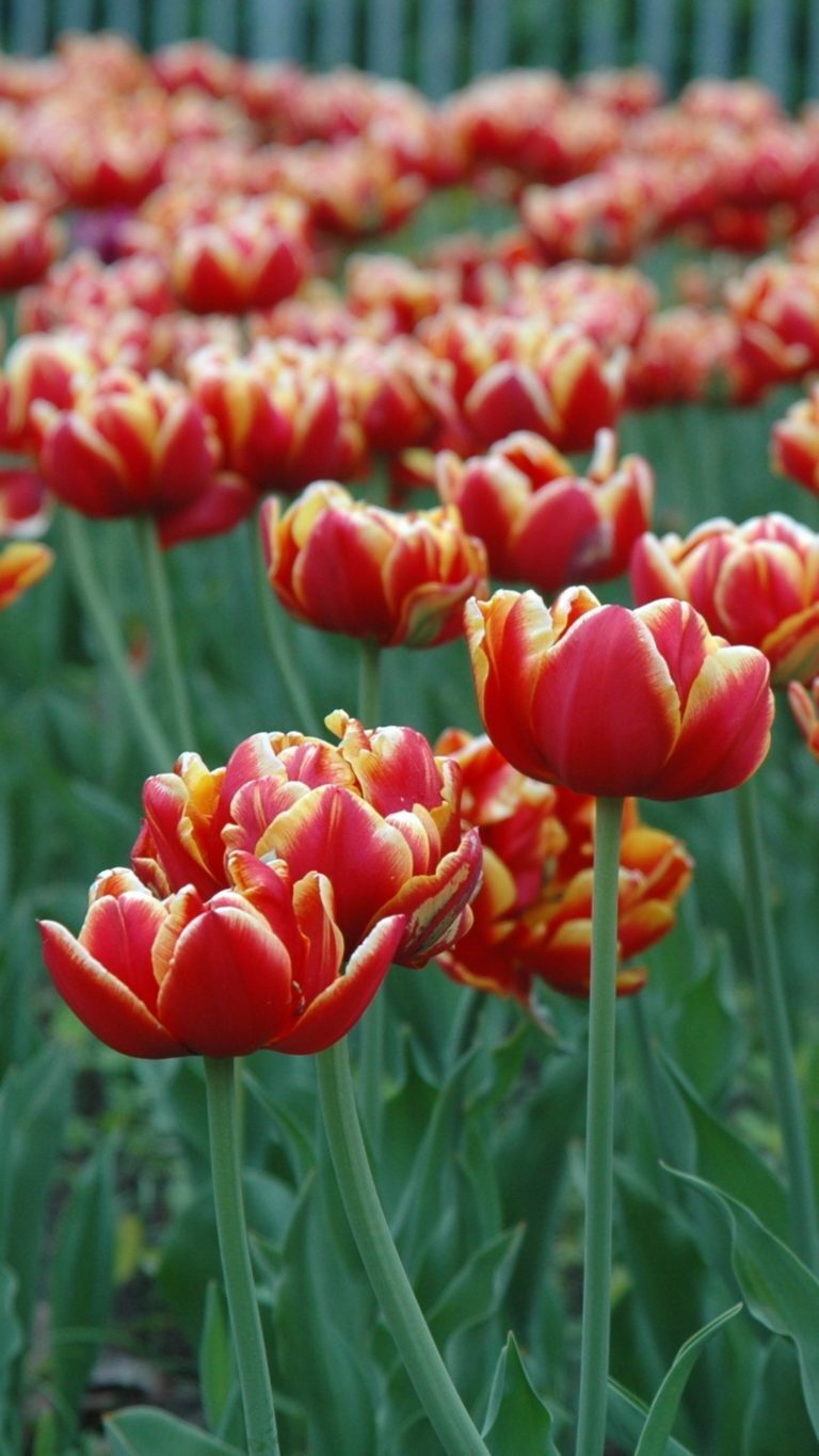 hinh nen hoa tulip 040