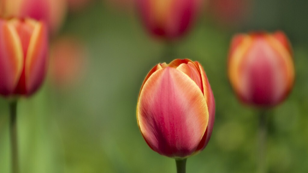 hinh nen hoa tulip 042
