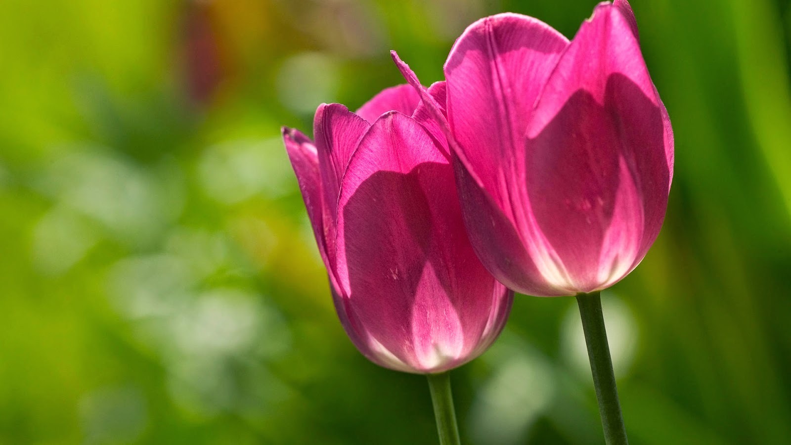 hinh nen hoa tulip 046