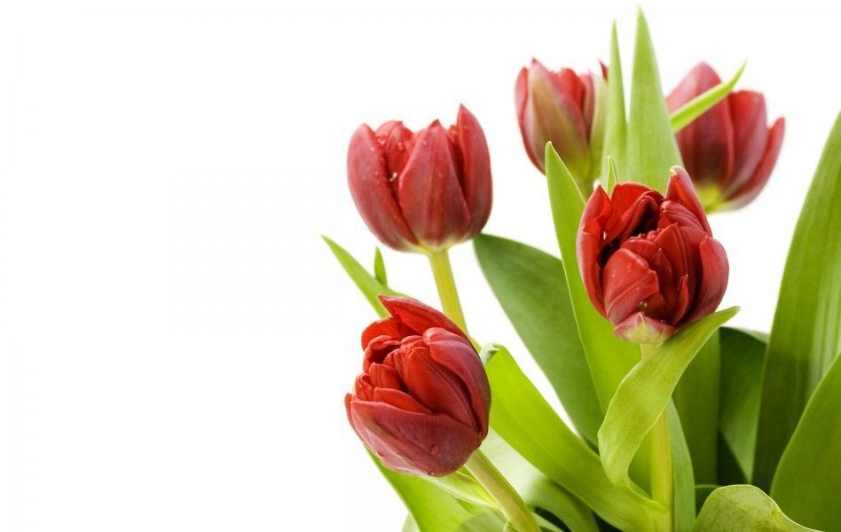 hinh nen hoa tulip 048