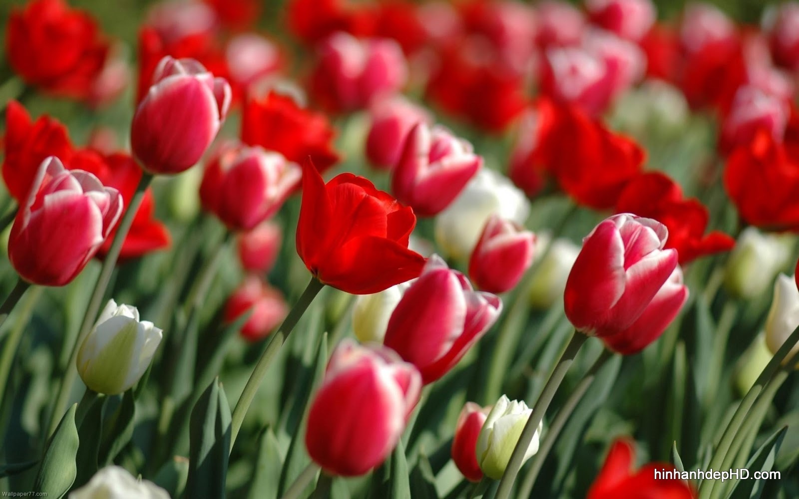 hinh nen hoa tulip 050