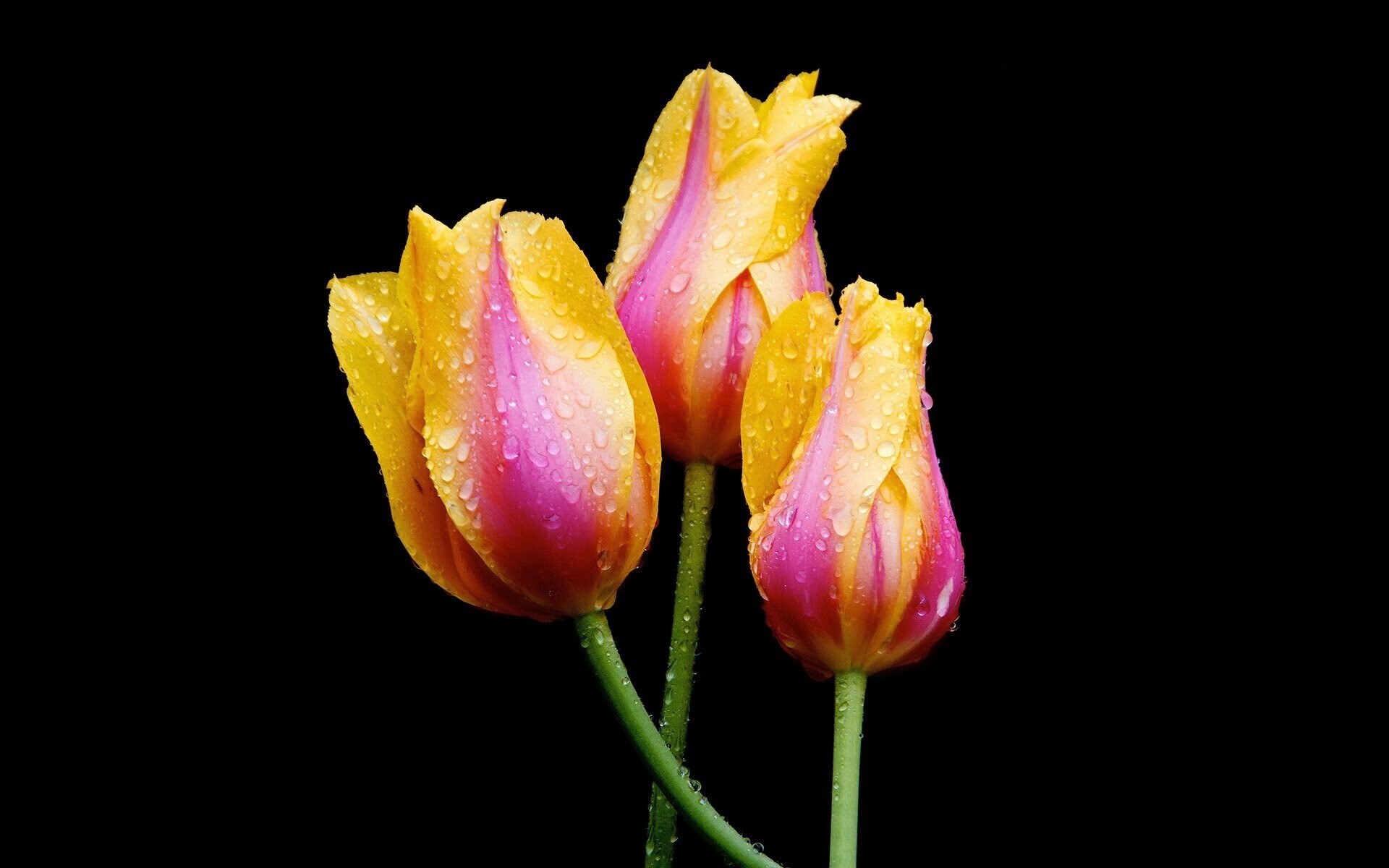 hinh nen hoa tulip 052