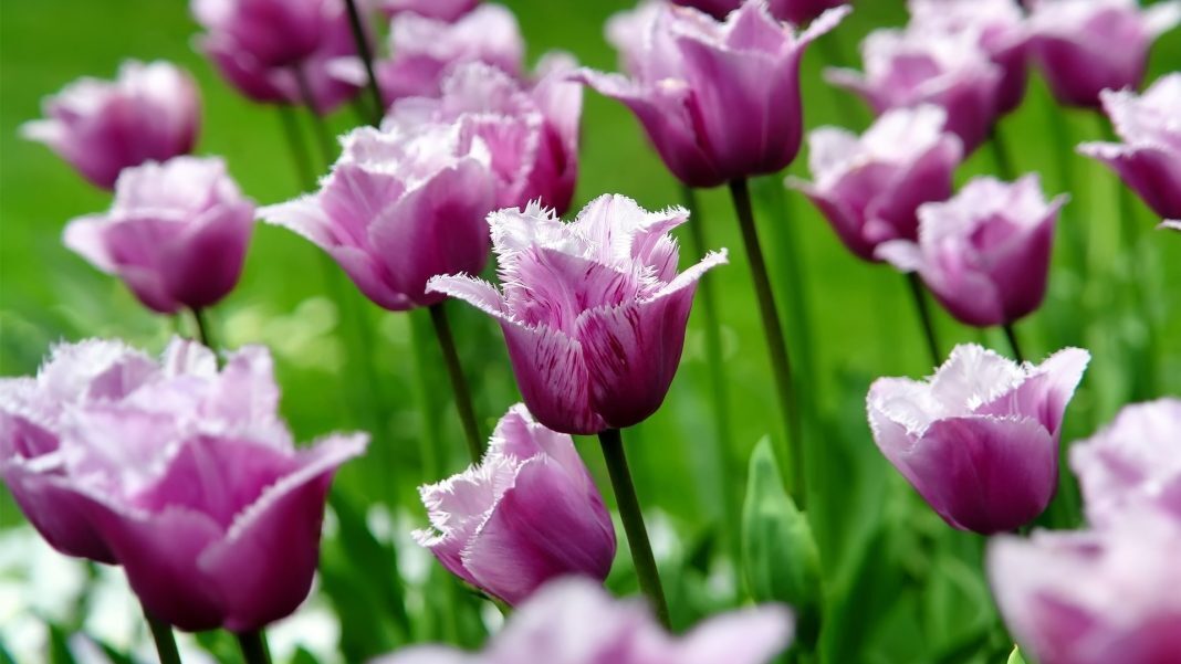 hinh nen hoa tulip 054