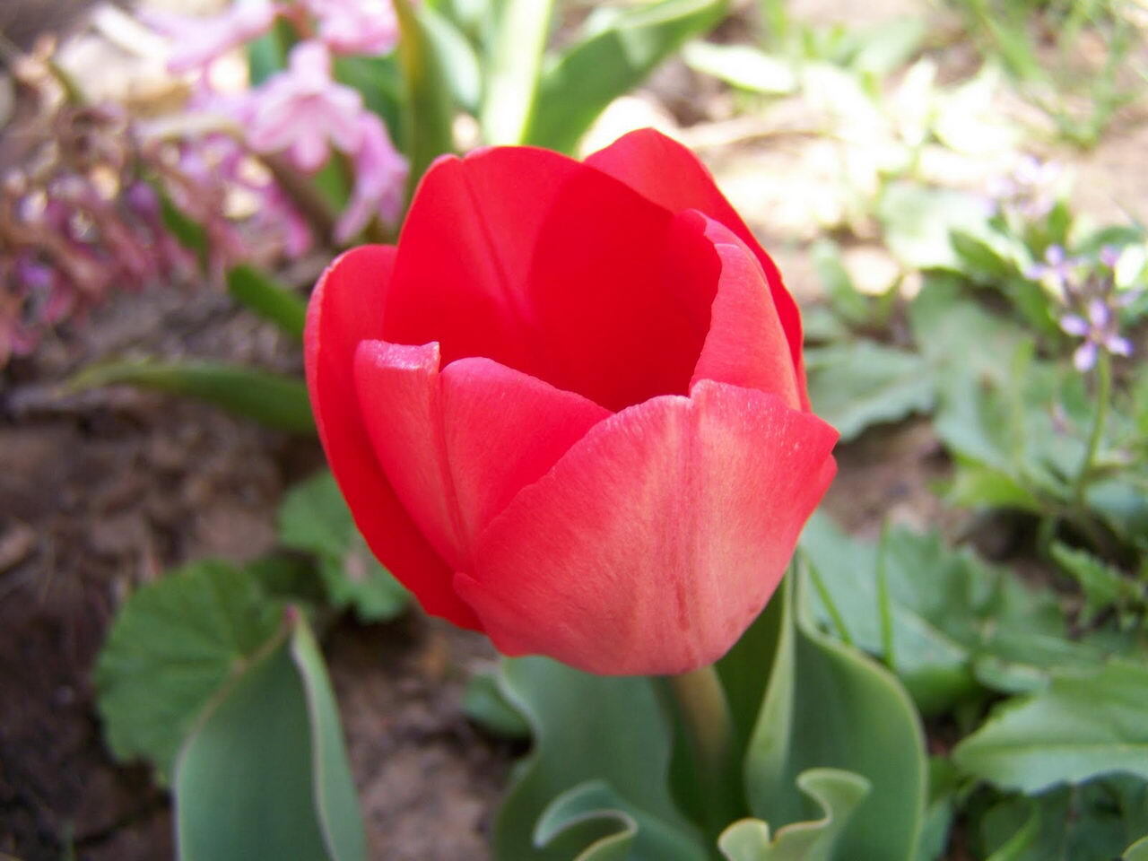 hinh nen hoa tulip 060