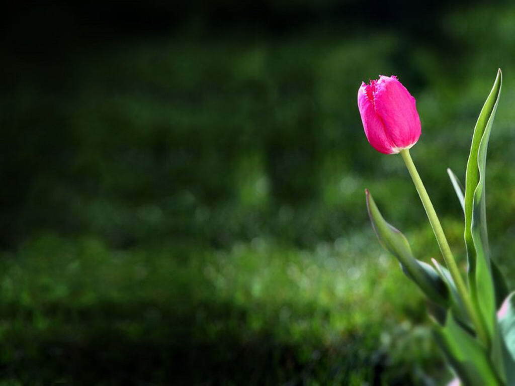 hinh nen hoa tulip 064