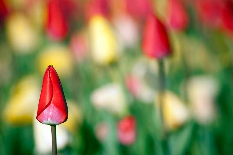 hinh nen hoa tulip 066