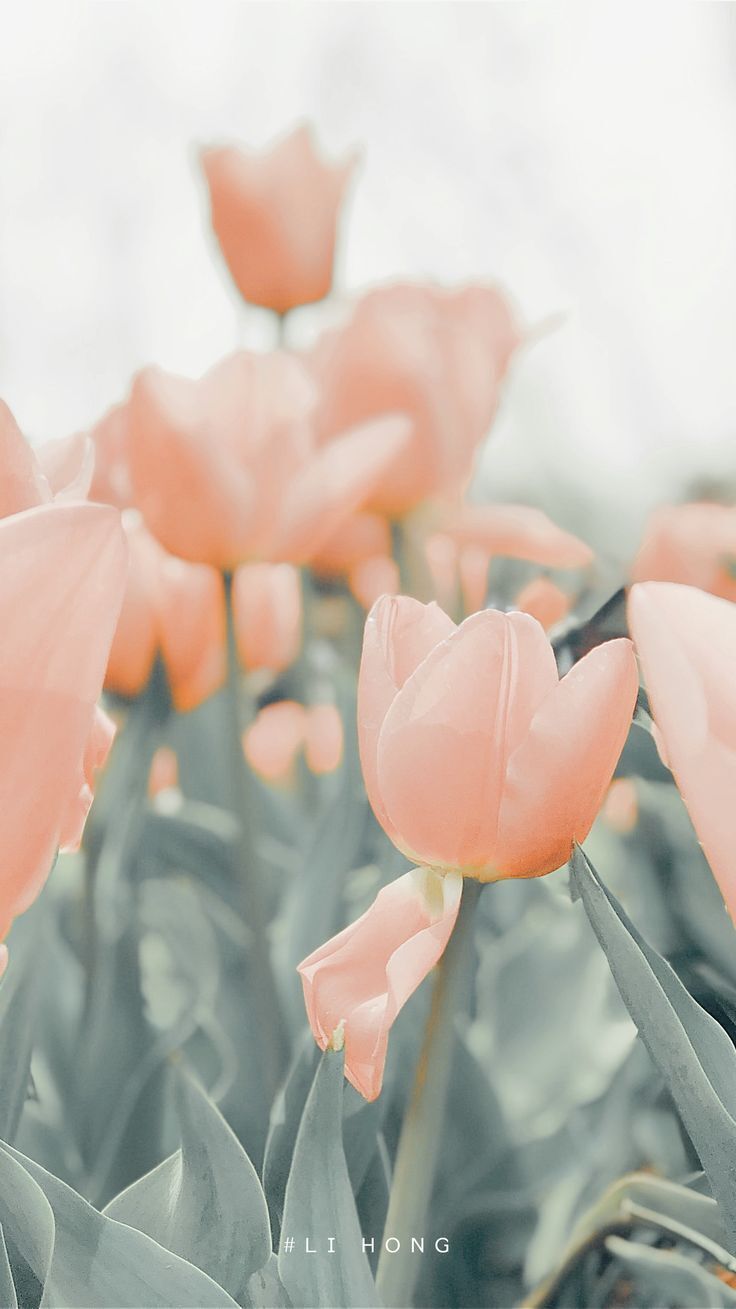 hinh nen hoa tulip 078