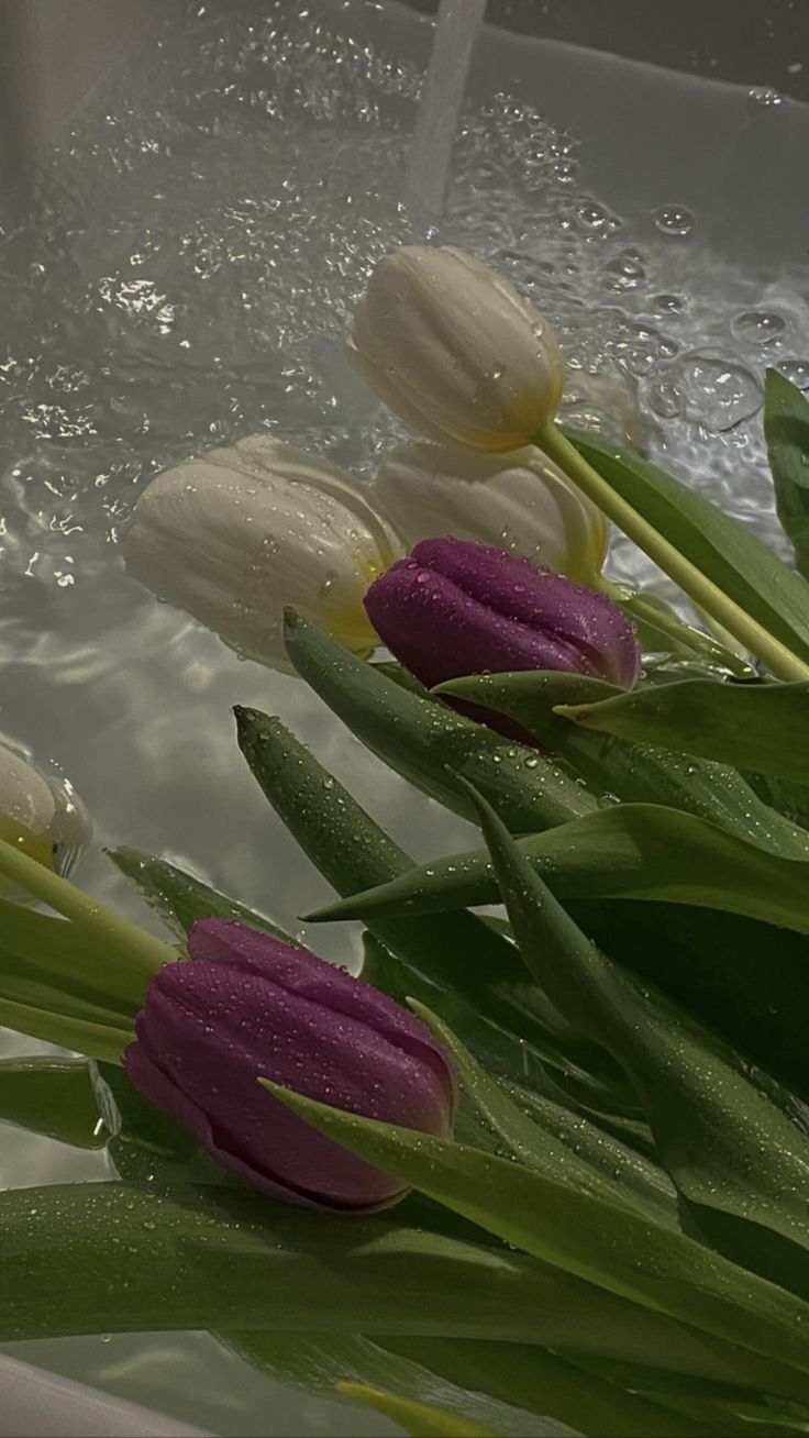 hinh nen hoa tulip 080