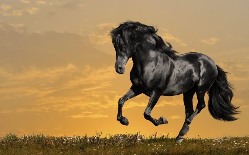 Tải + Download hình nền con Ngựa - Horse 4k Ultra full hd