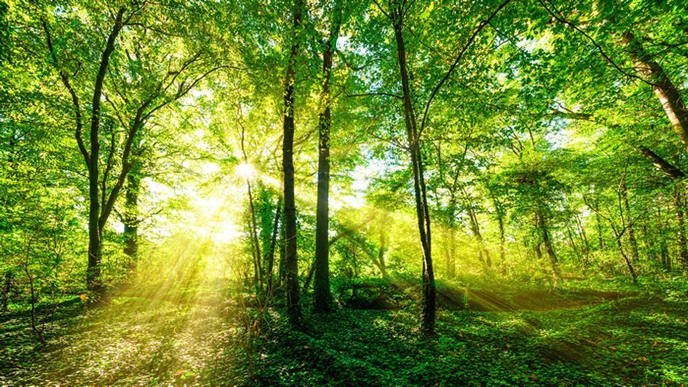 hình ảnh Bầu trời màu xanh lá Rừng cây Cây cỏ thiên nhiên Hệ sinh thái bảo tồn thiên nhiên con đường Lá Rừng lá rộng ôn đới và rừng hỗn