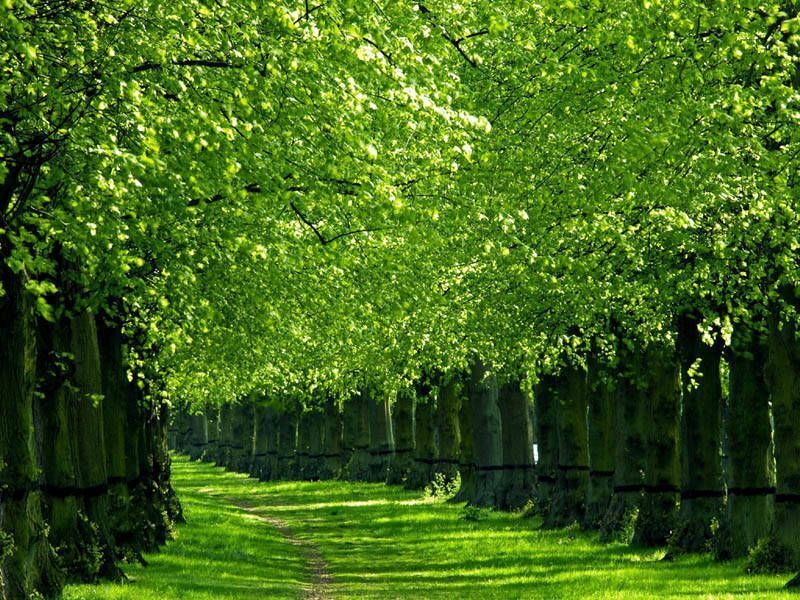 80 Hình ảnh rừng cây xanh đẹp mãn nhãn